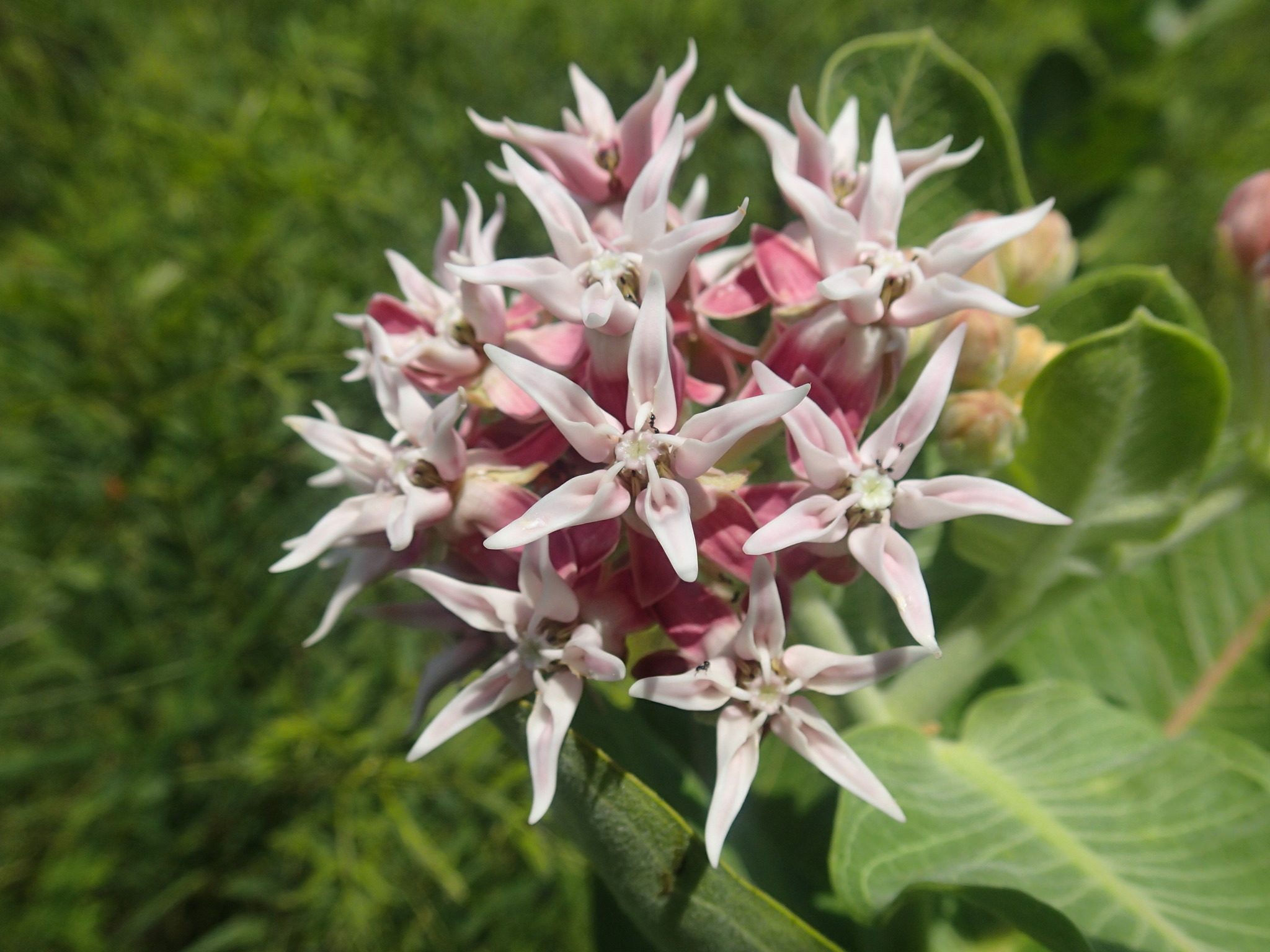 Asclepias speciosa