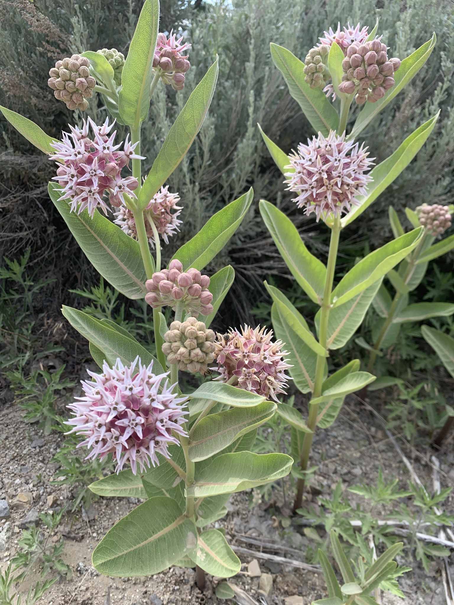 Asclepias speciosa