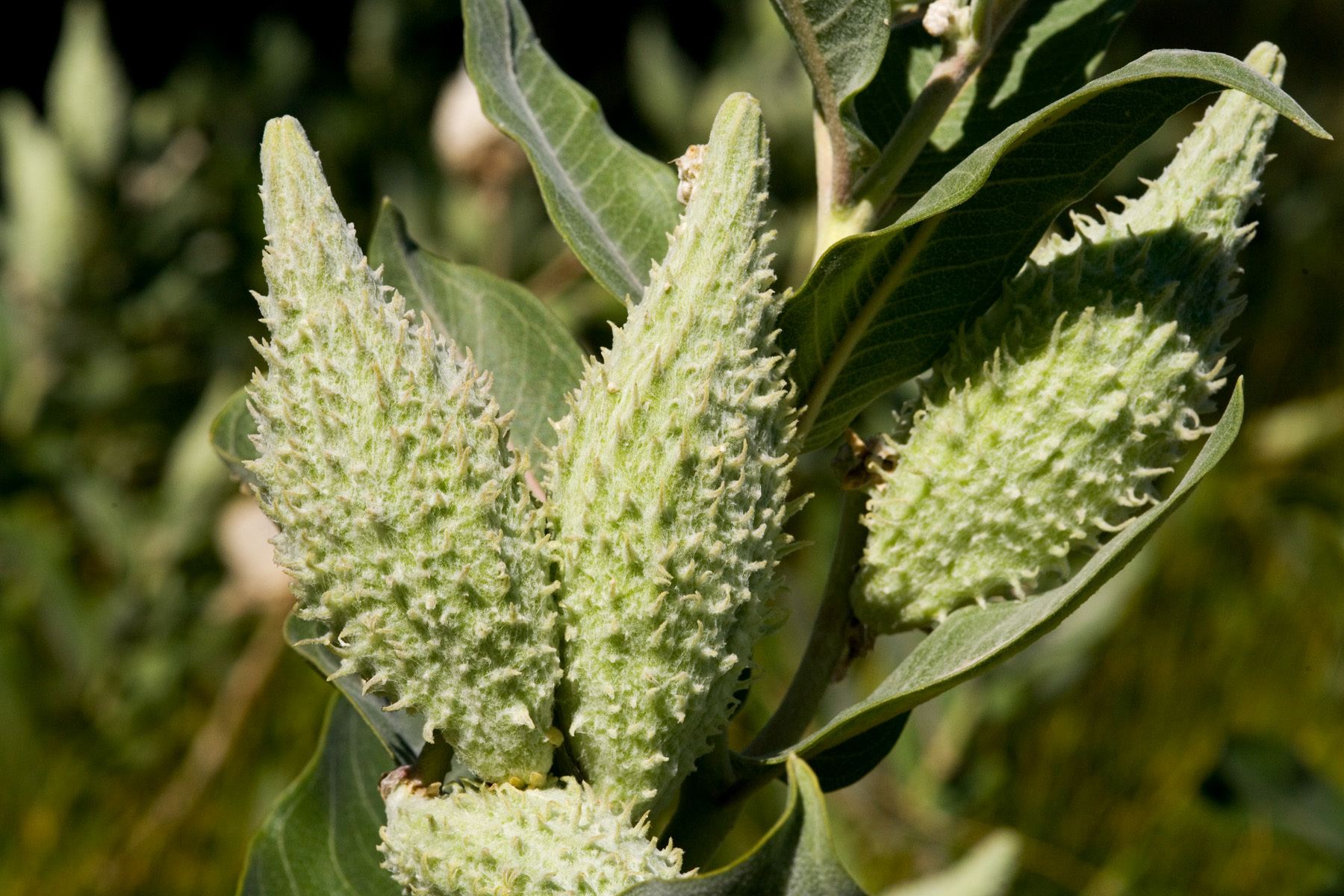 Asclepias speciosa
