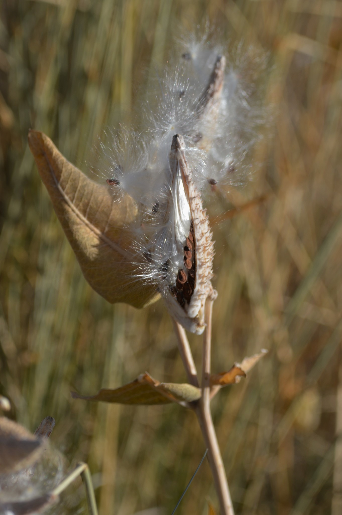 Asclepias speciosa