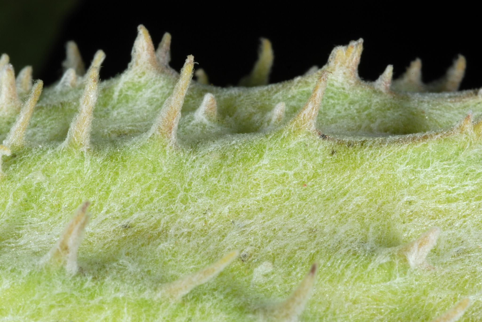 Asclepias speciosa