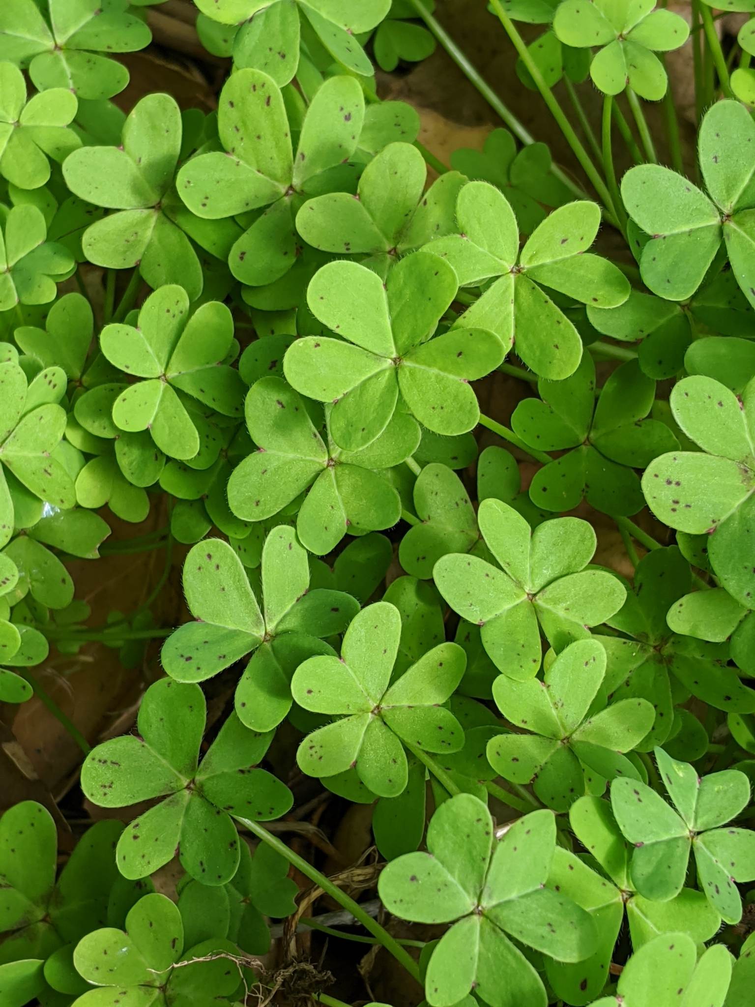 Oxalis pes-caprae
