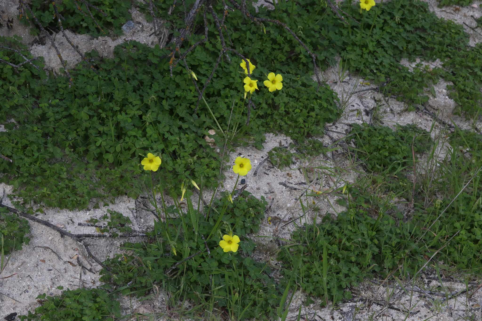 Oxalis pes-caprae