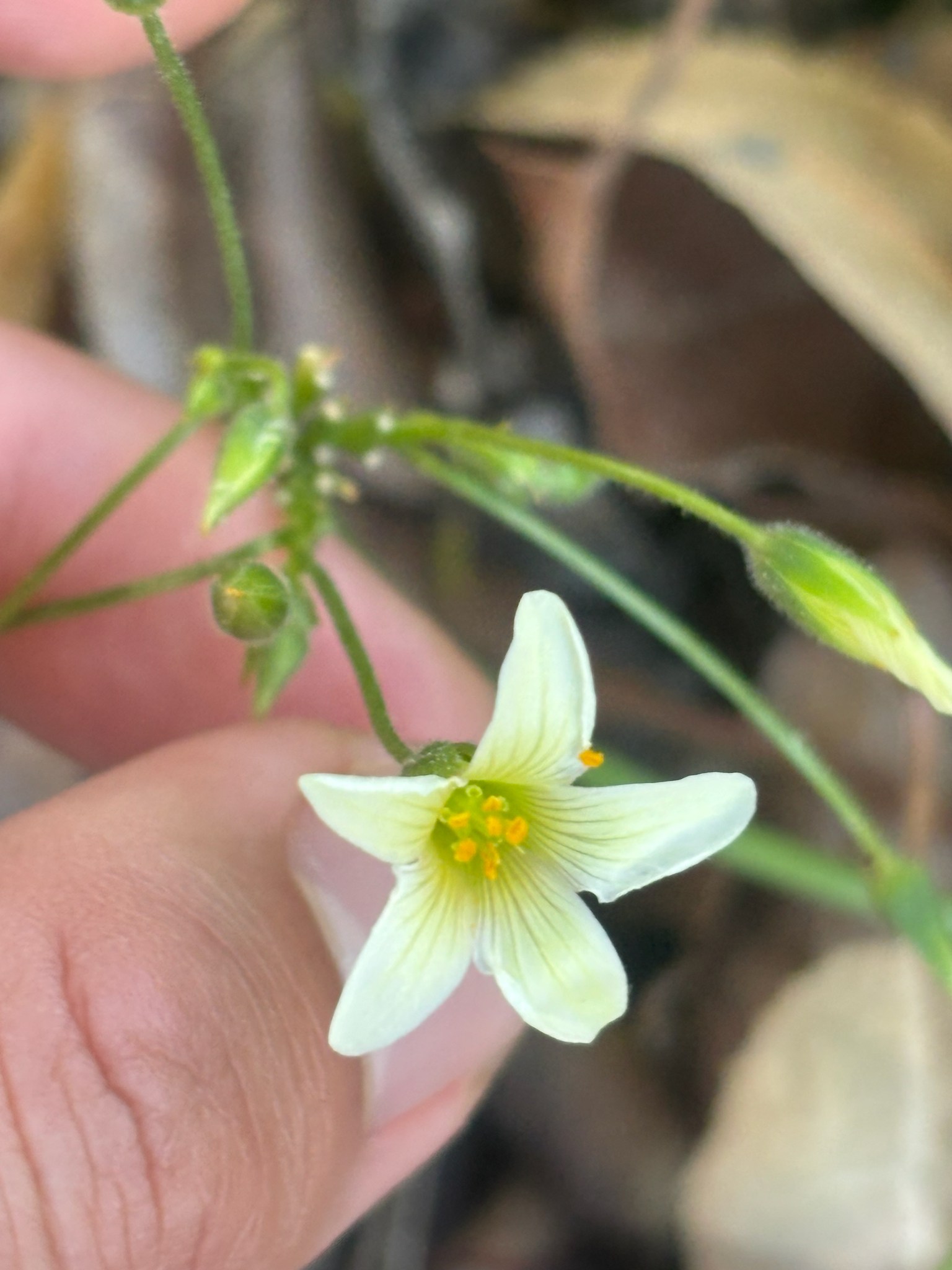 Oxalis pes-caprae