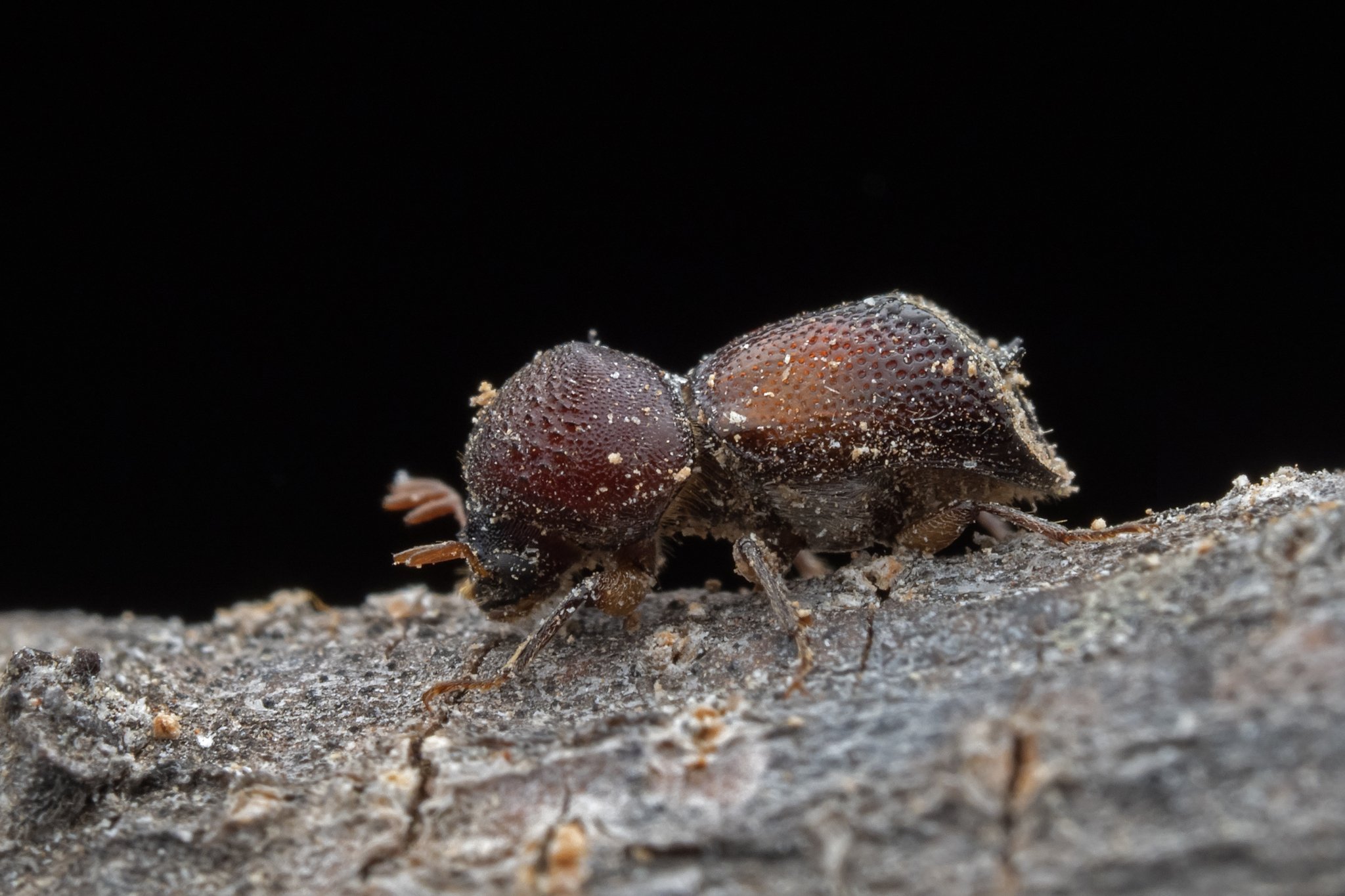 Sinoxylon anale