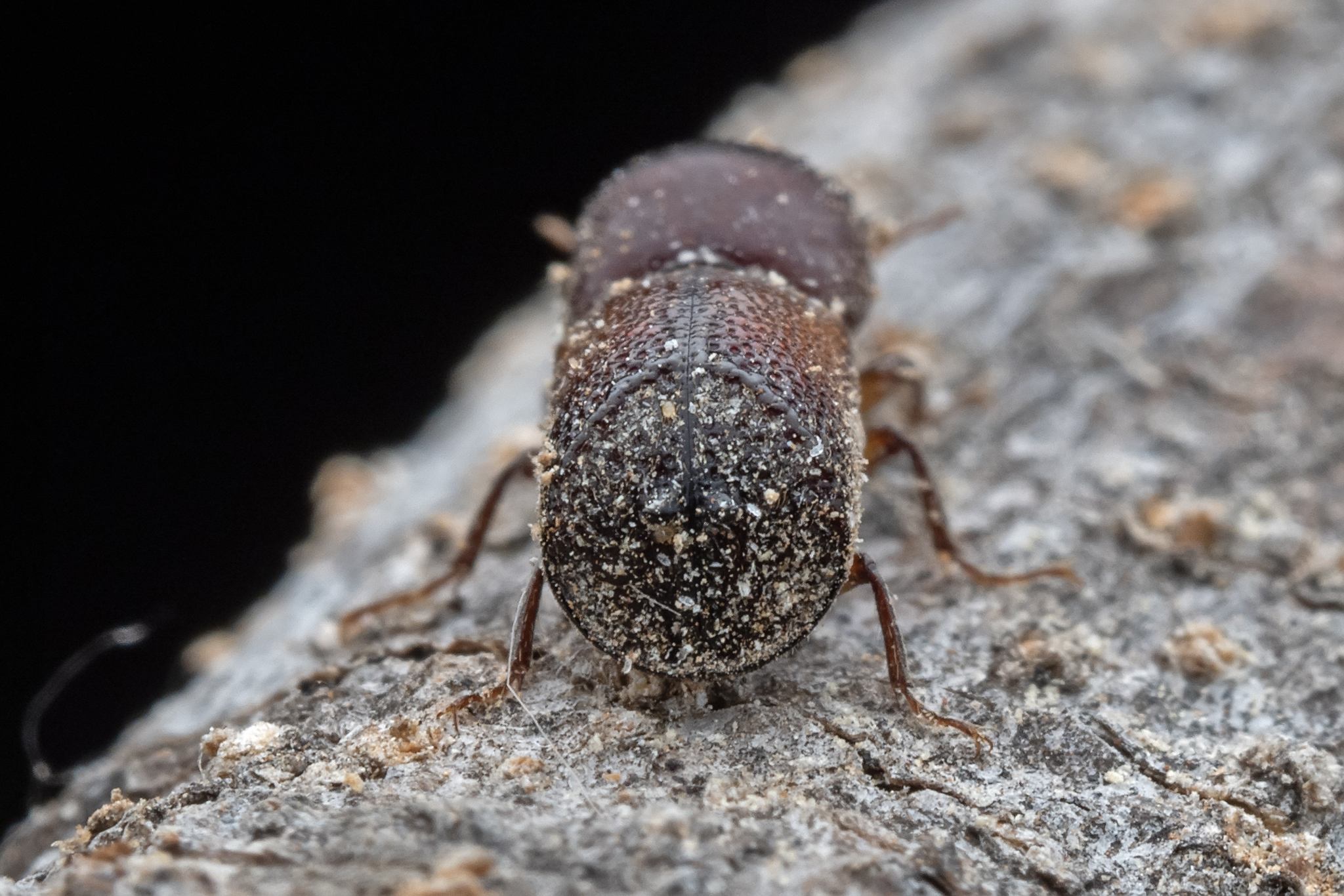 Sinoxylon anale