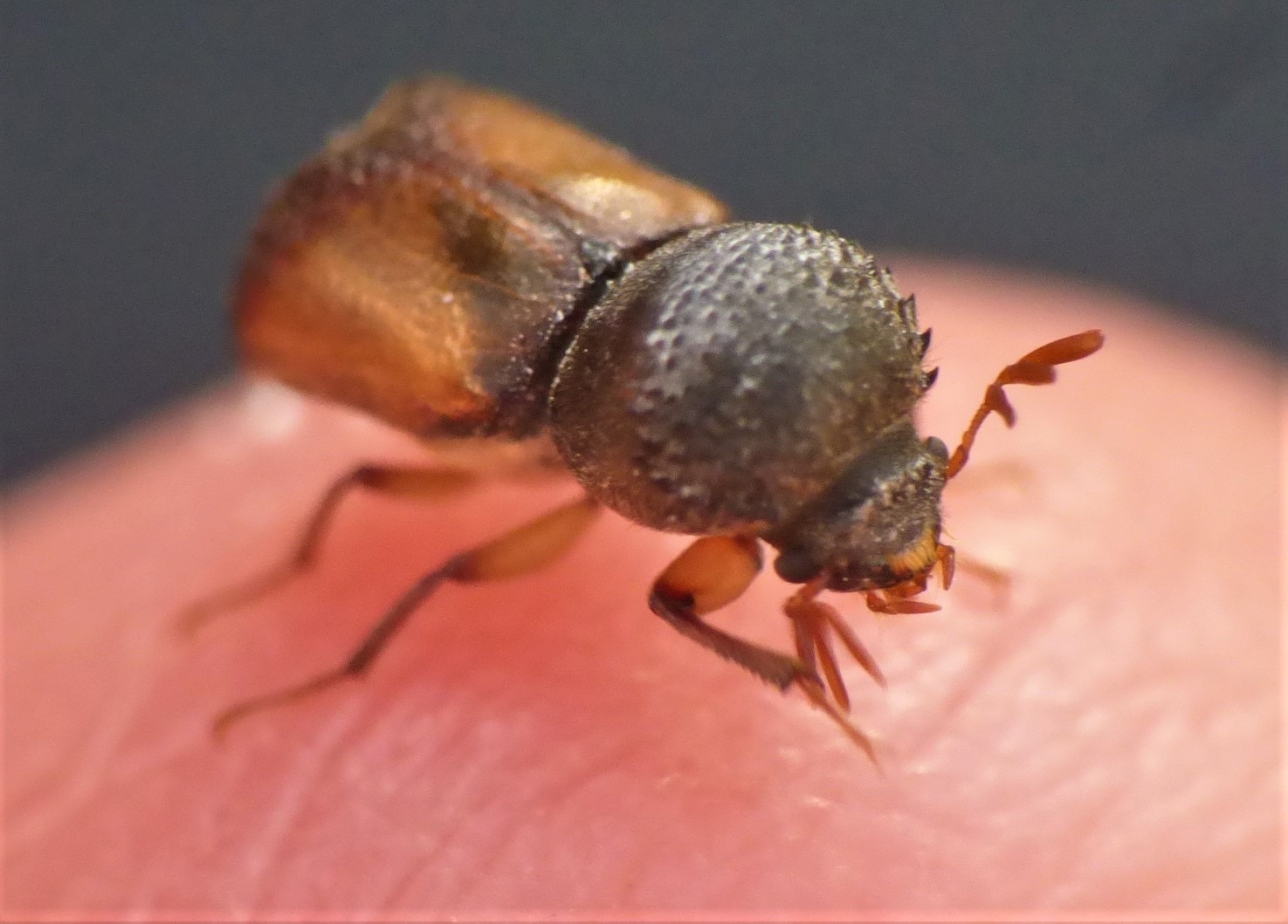Sinoxylon anale