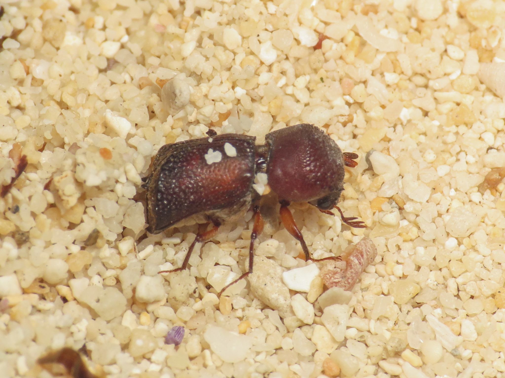 Sinoxylon anale