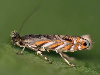 Macrosaccus robiniella