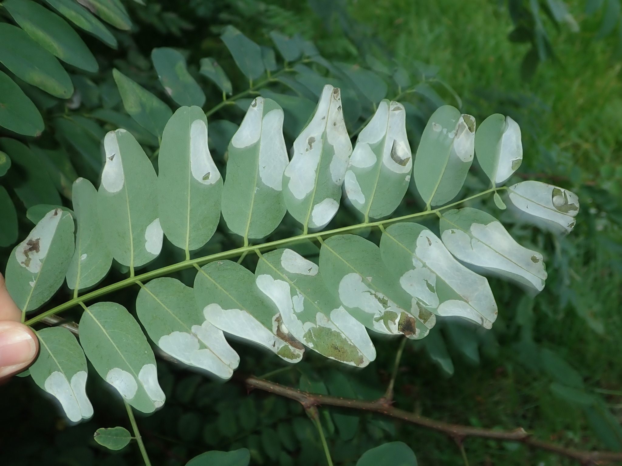 Macrosaccus robiniella