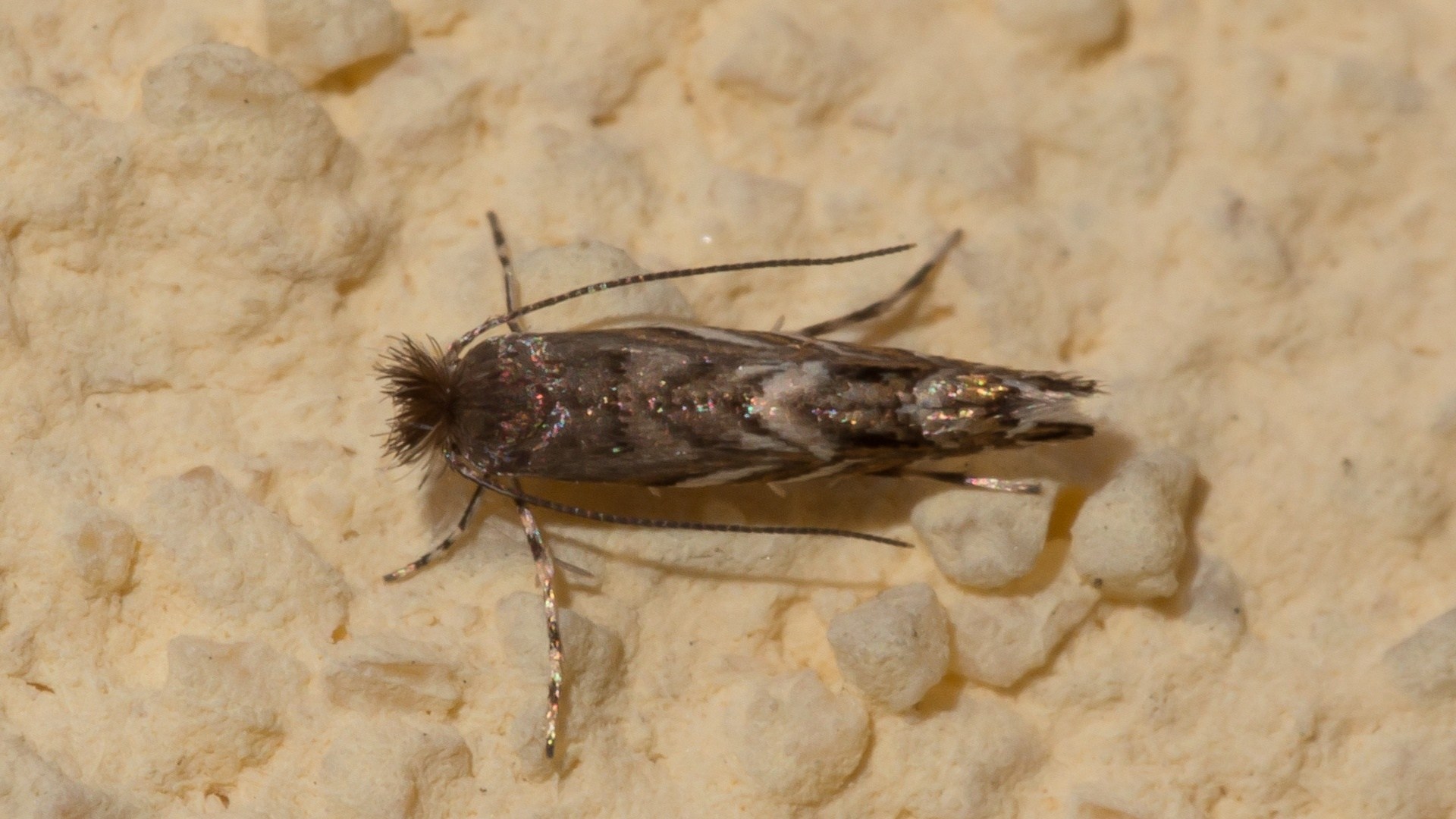 Macrosaccus robiniella