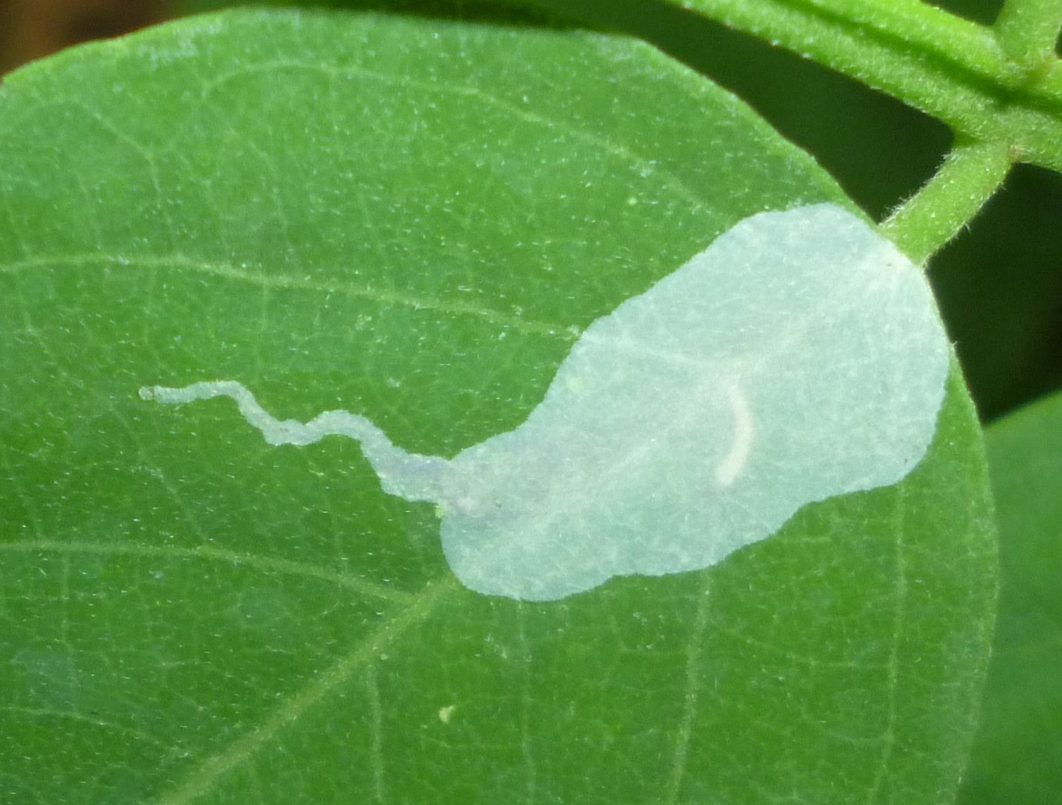 Macrosaccus robiniella