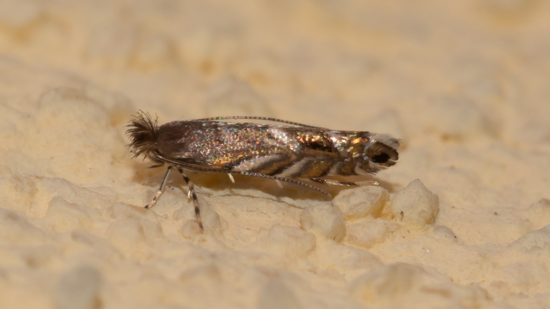 Macrosaccus robiniella