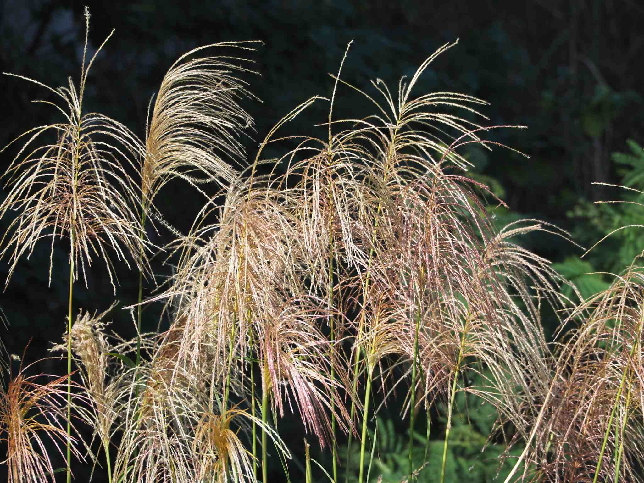 Miscanthus sinensis