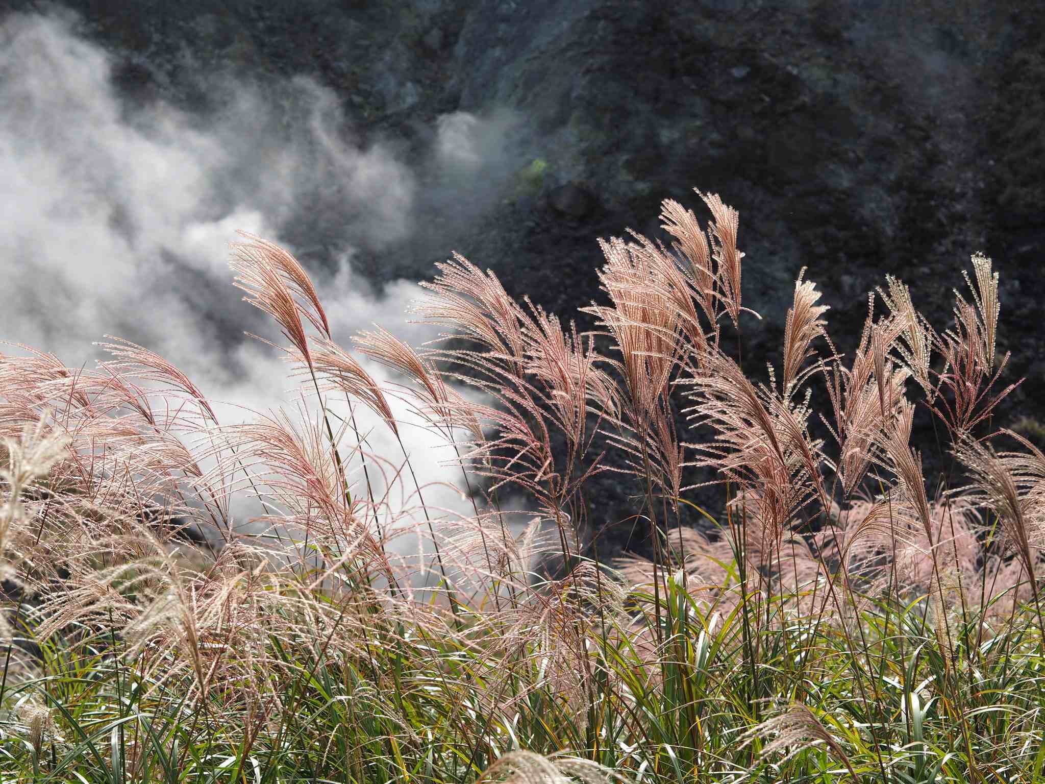 Miscanthus sinensis