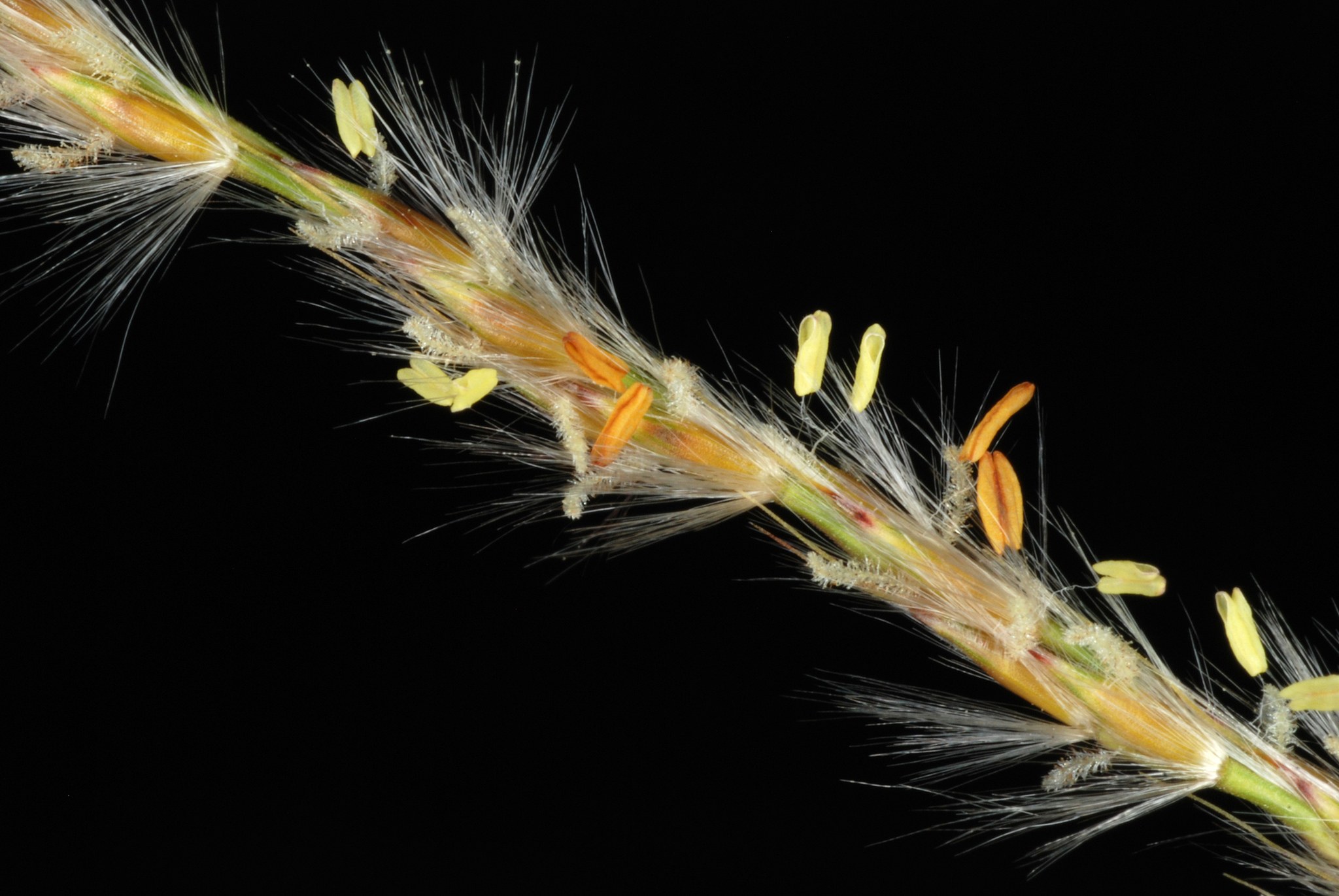 Miscanthus sinensis