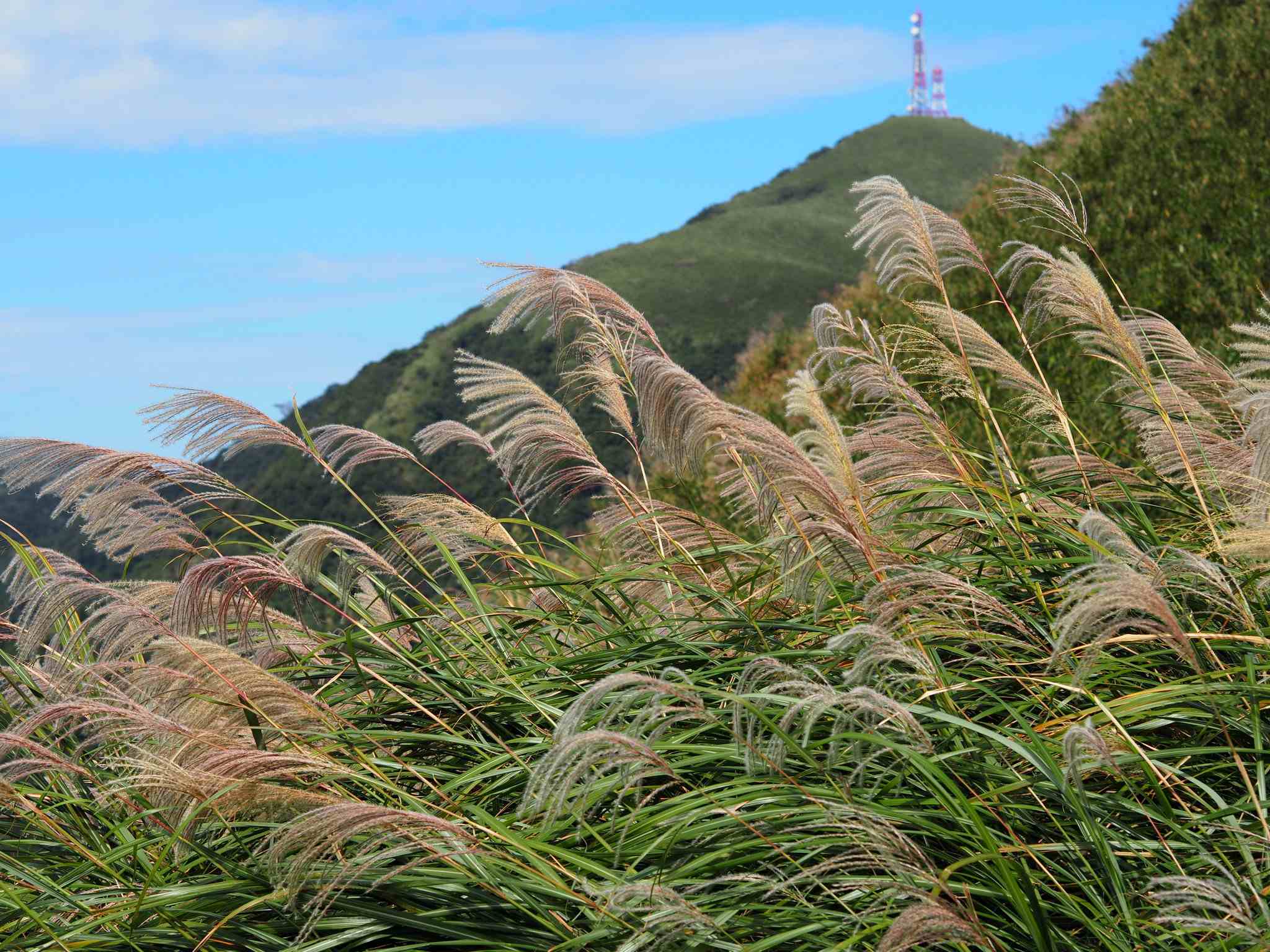 Miscanthus sinensis