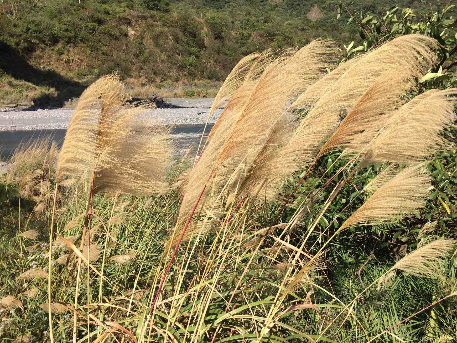 Miscanthus sinensis