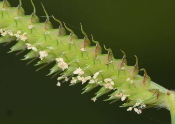 Dactyloctenium aegyptium