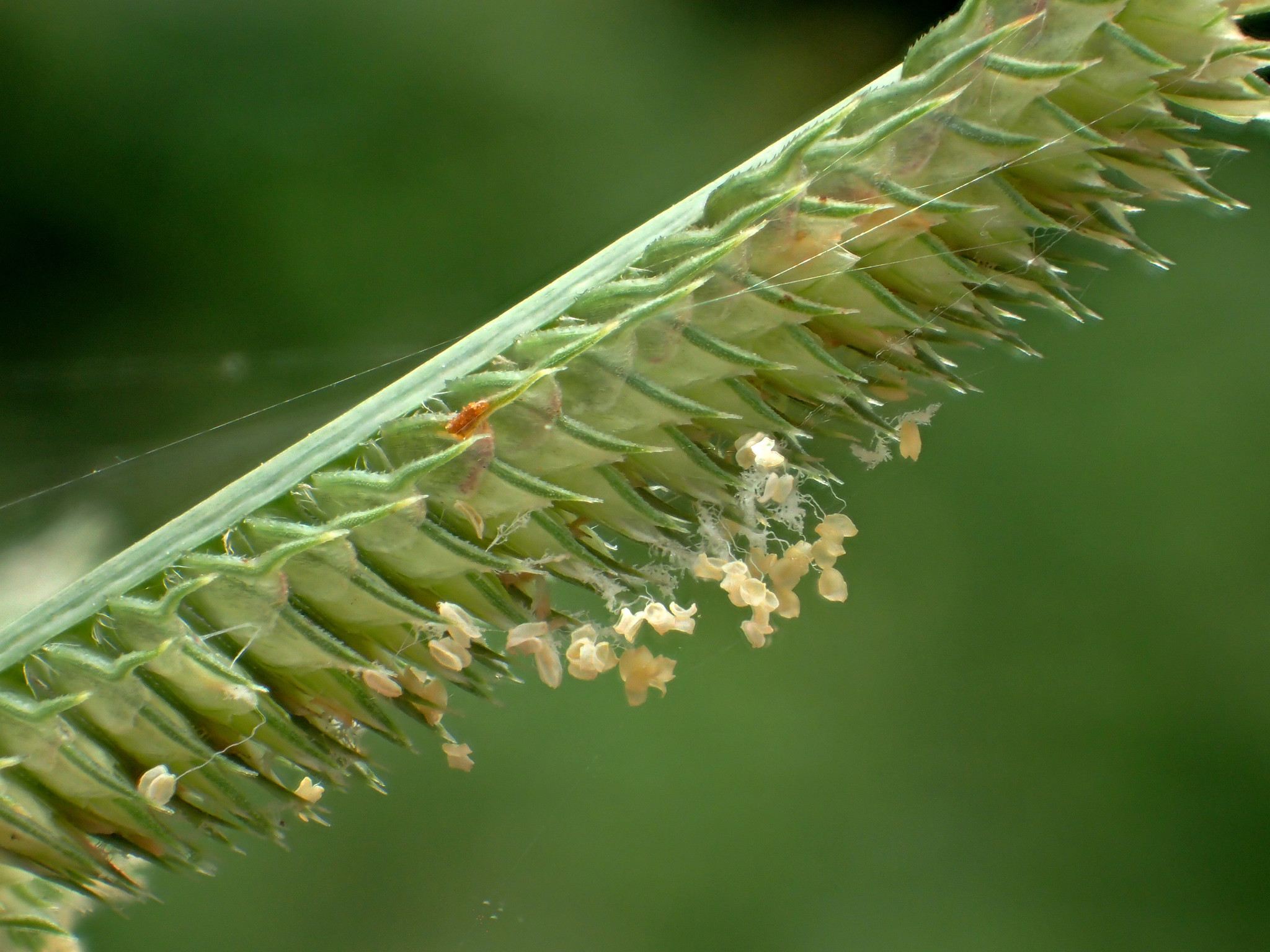 Dactyloctenium aegyptium