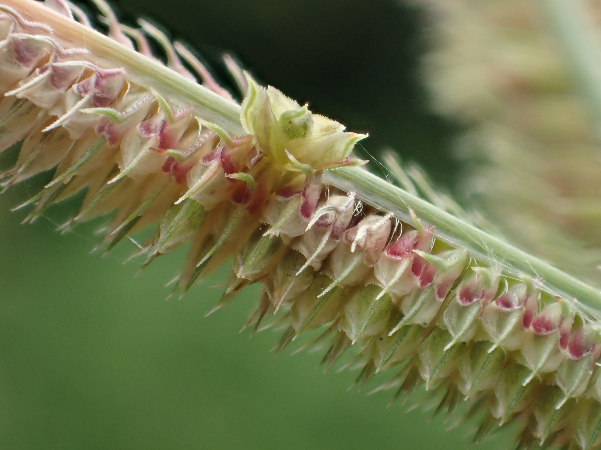 Dactyloctenium aegyptium