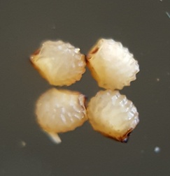 Dactyloctenium aegyptium