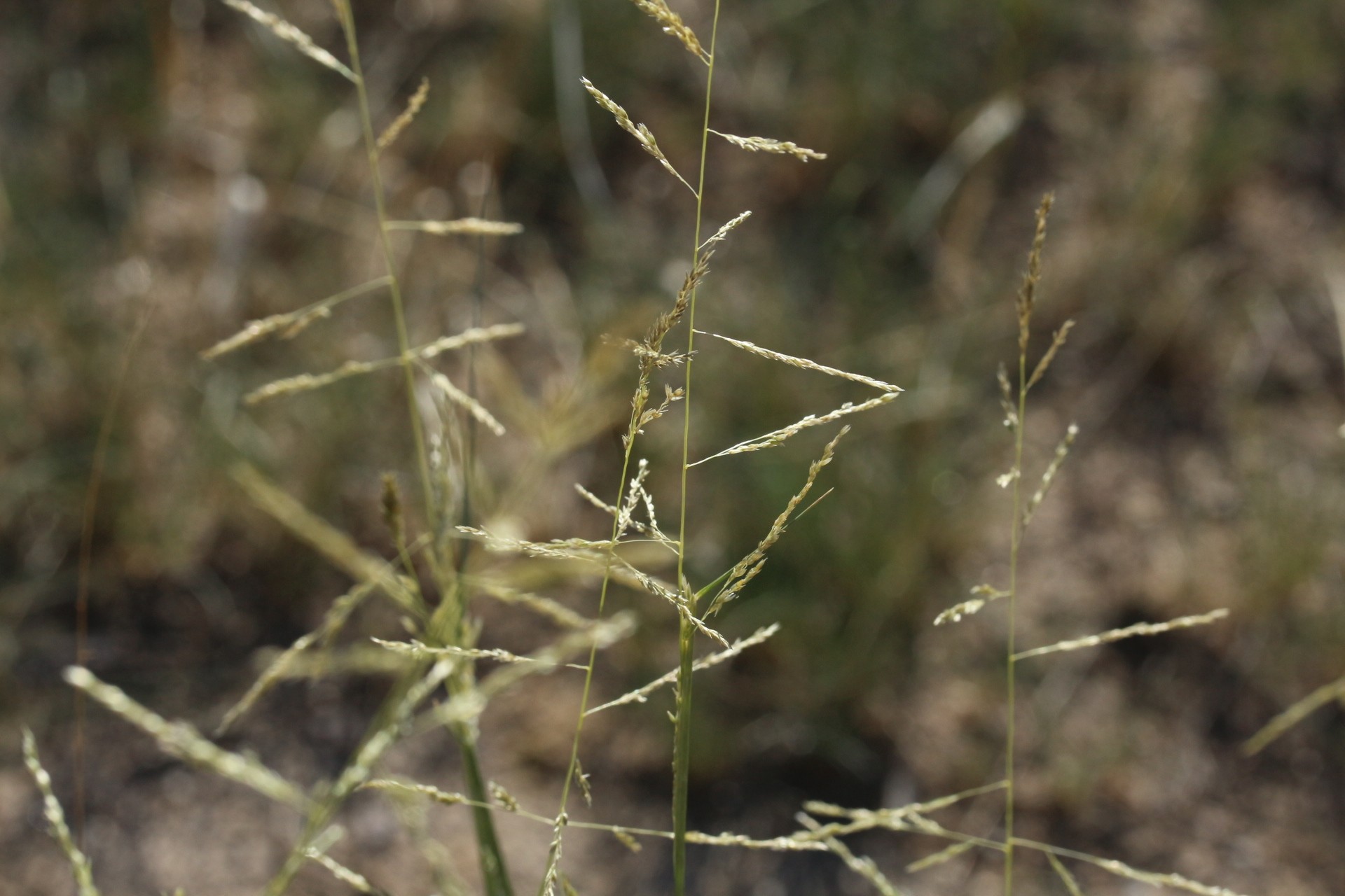 Sporobolus cryptandrus