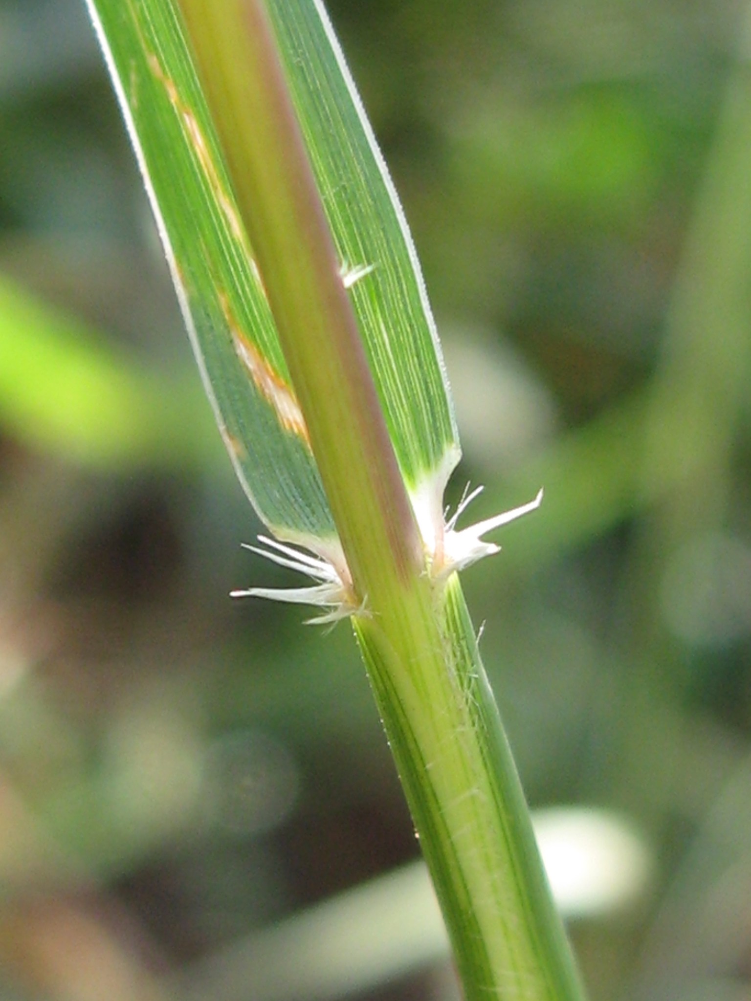 Sporobolus cryptandrus