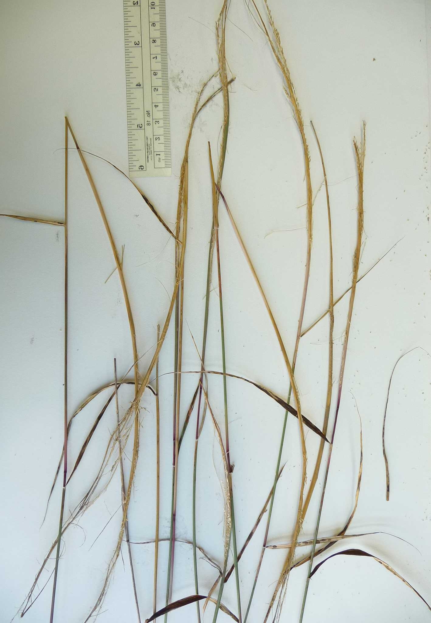 Sporobolus cryptandrus
