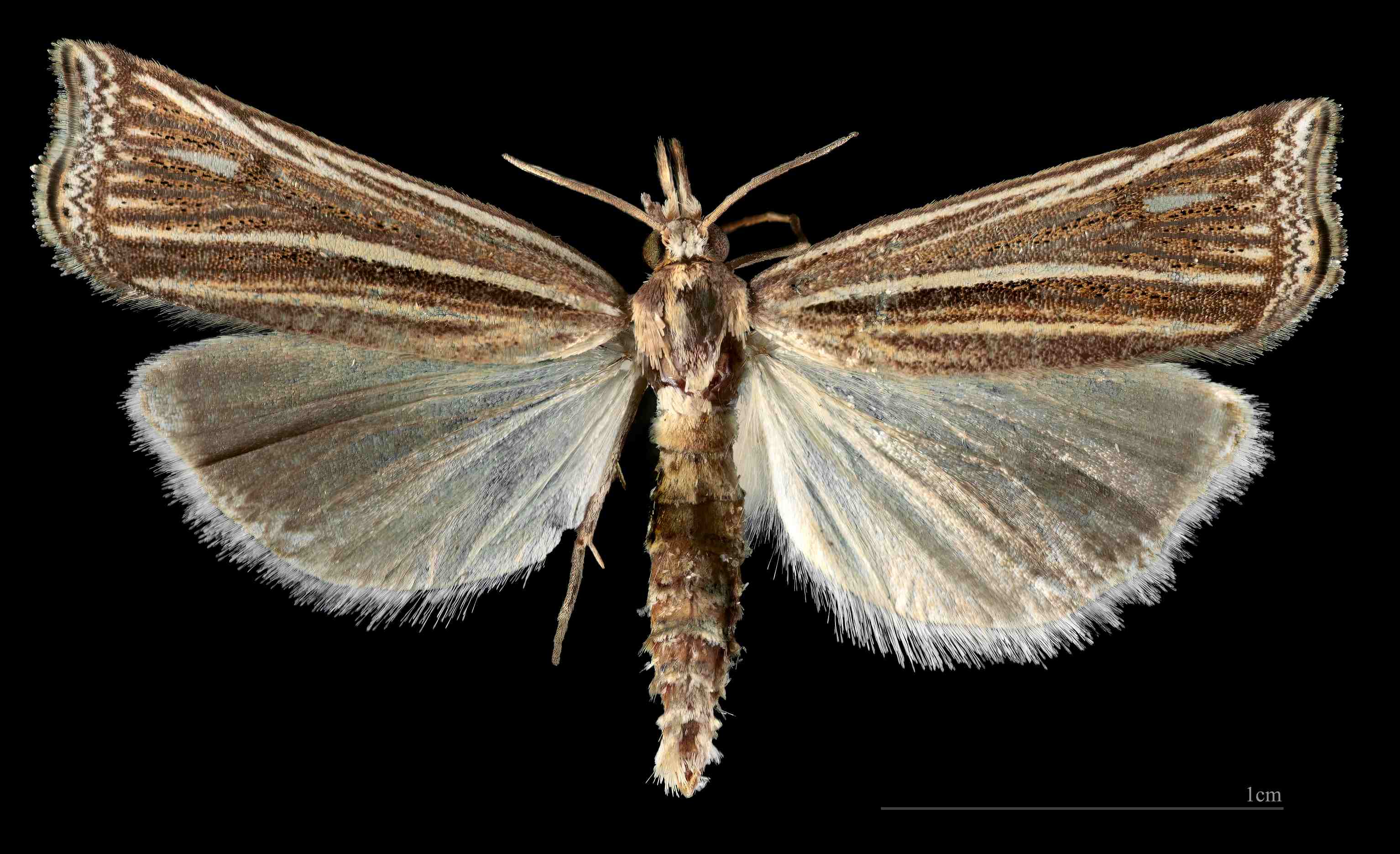 Leucinodes malawiensis