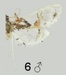 Leucinodes malawiensis