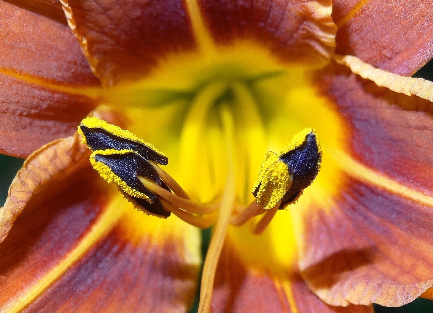 Hemerocallis fulva