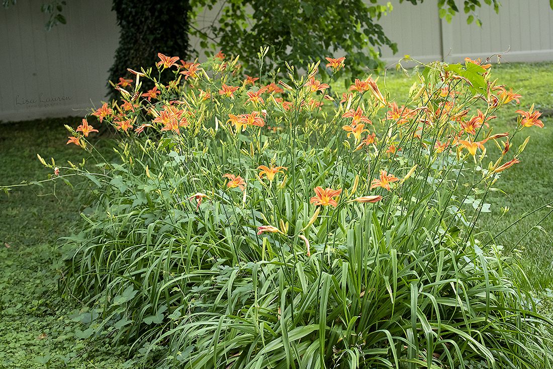 Hemerocallis fulva