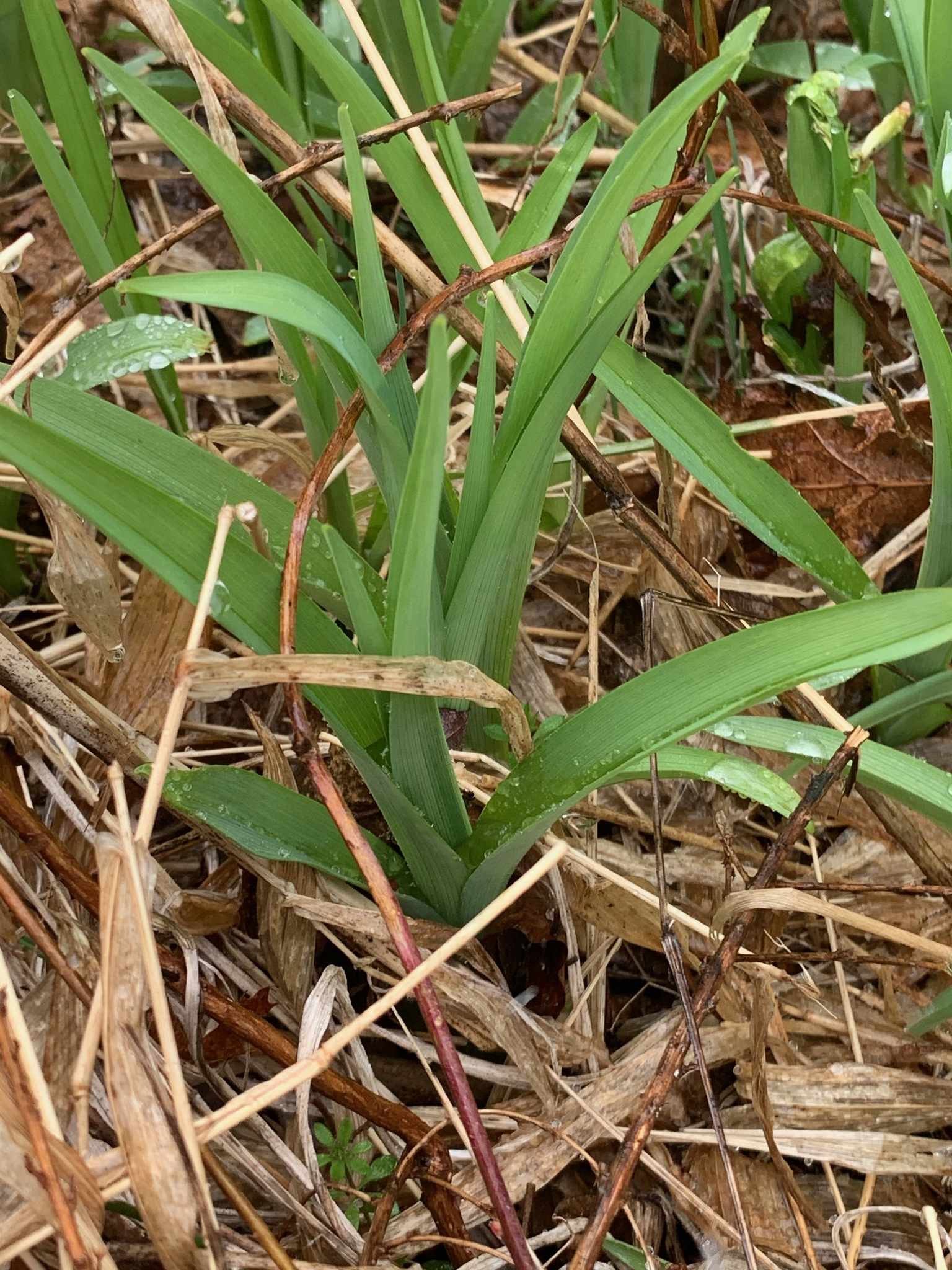 Hemerocallis fulva