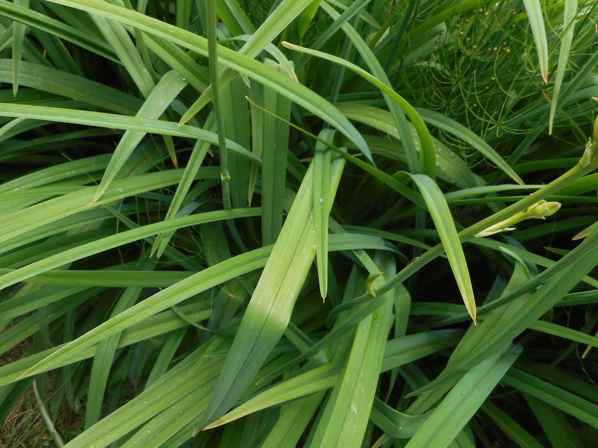 Hemerocallis fulva