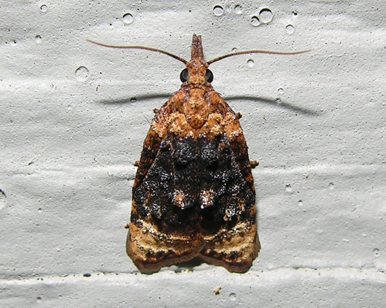 Platynota flavedana