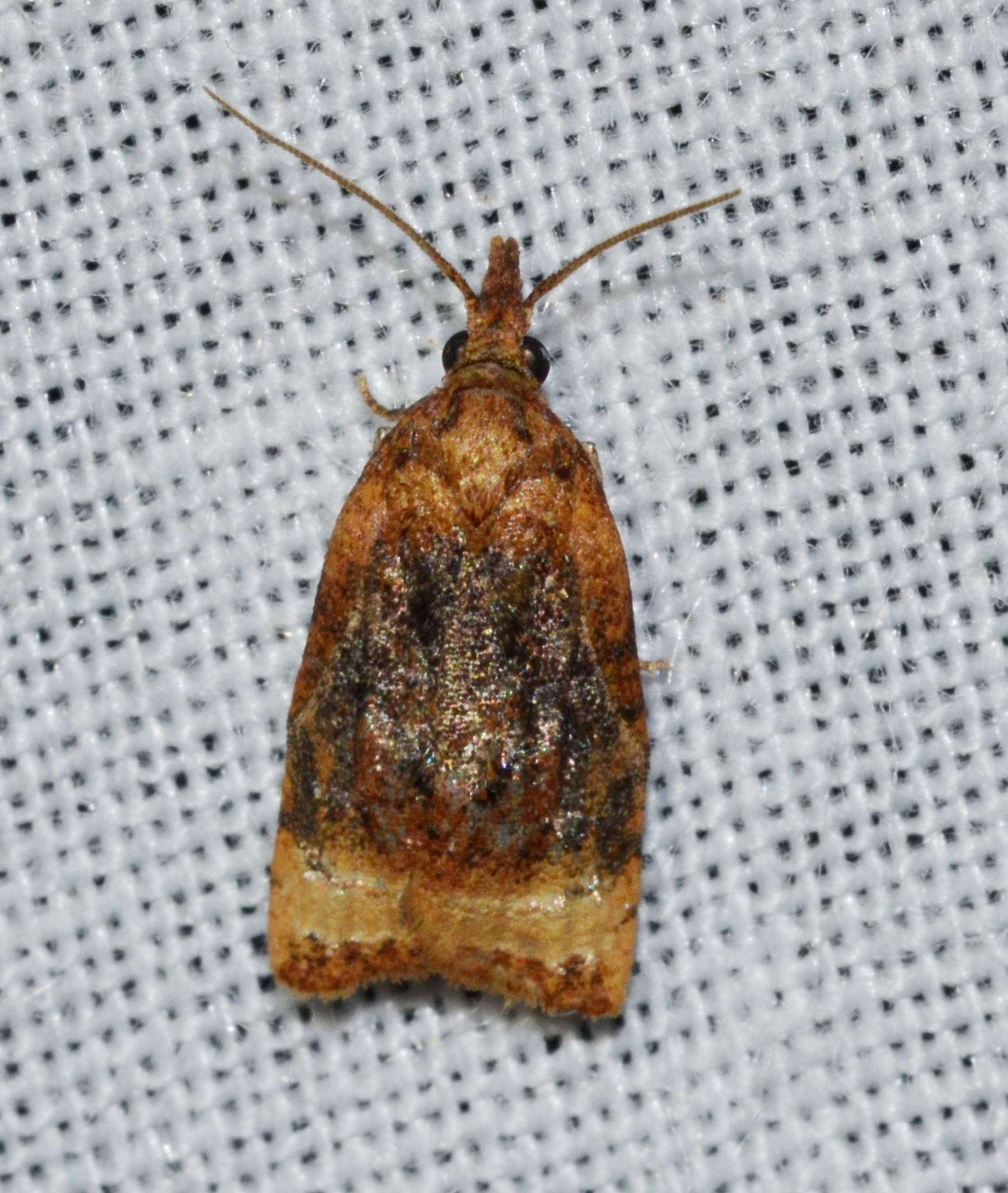 Platynota flavedana