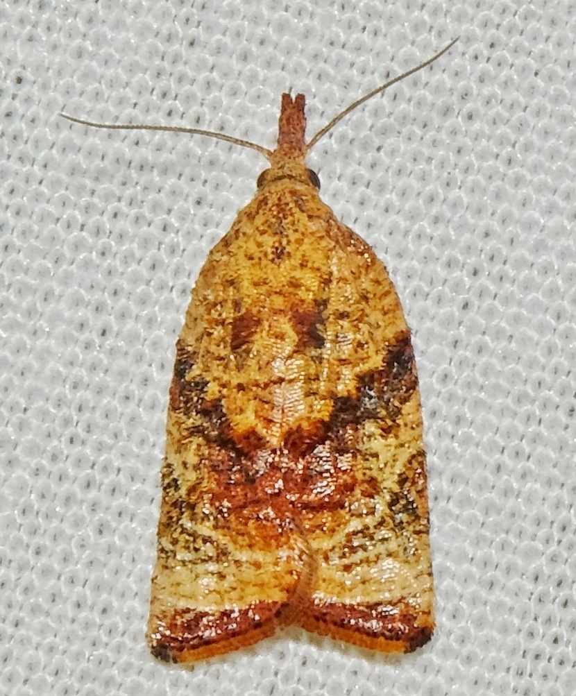 Platynota flavedana