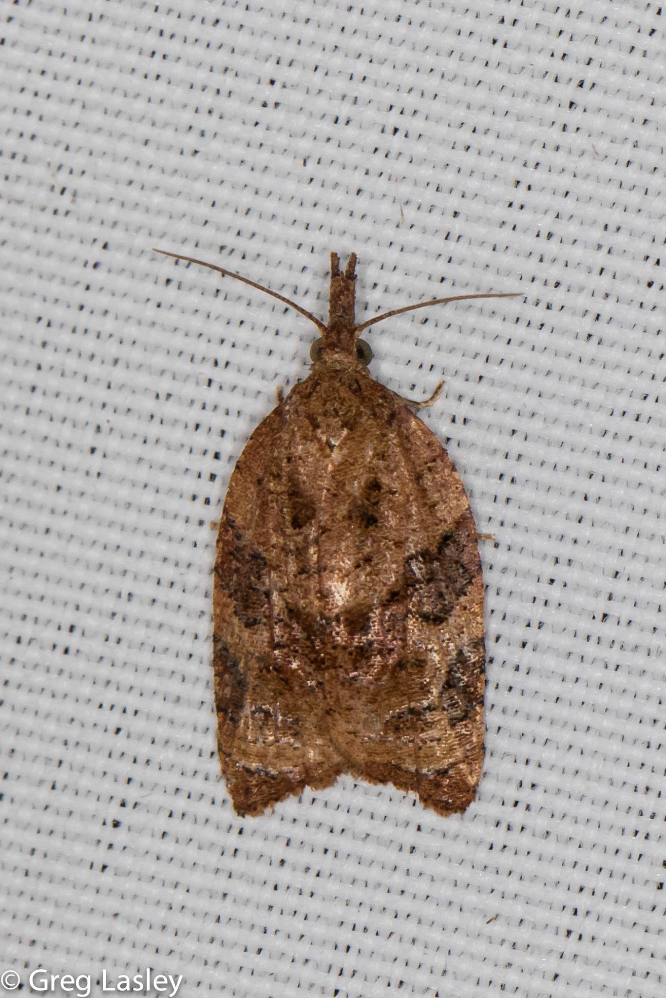 Platynota flavedana