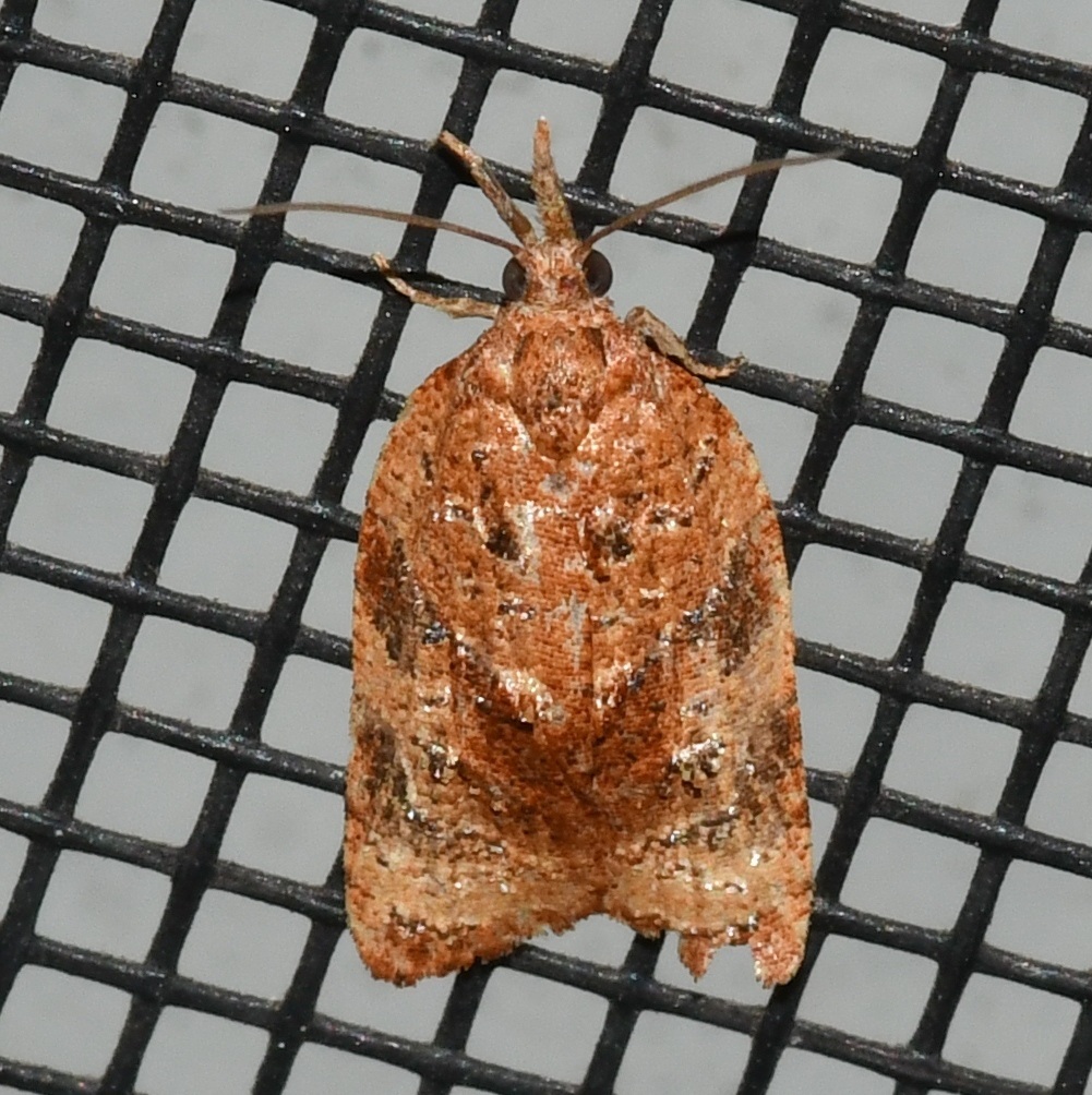 Platynota flavedana