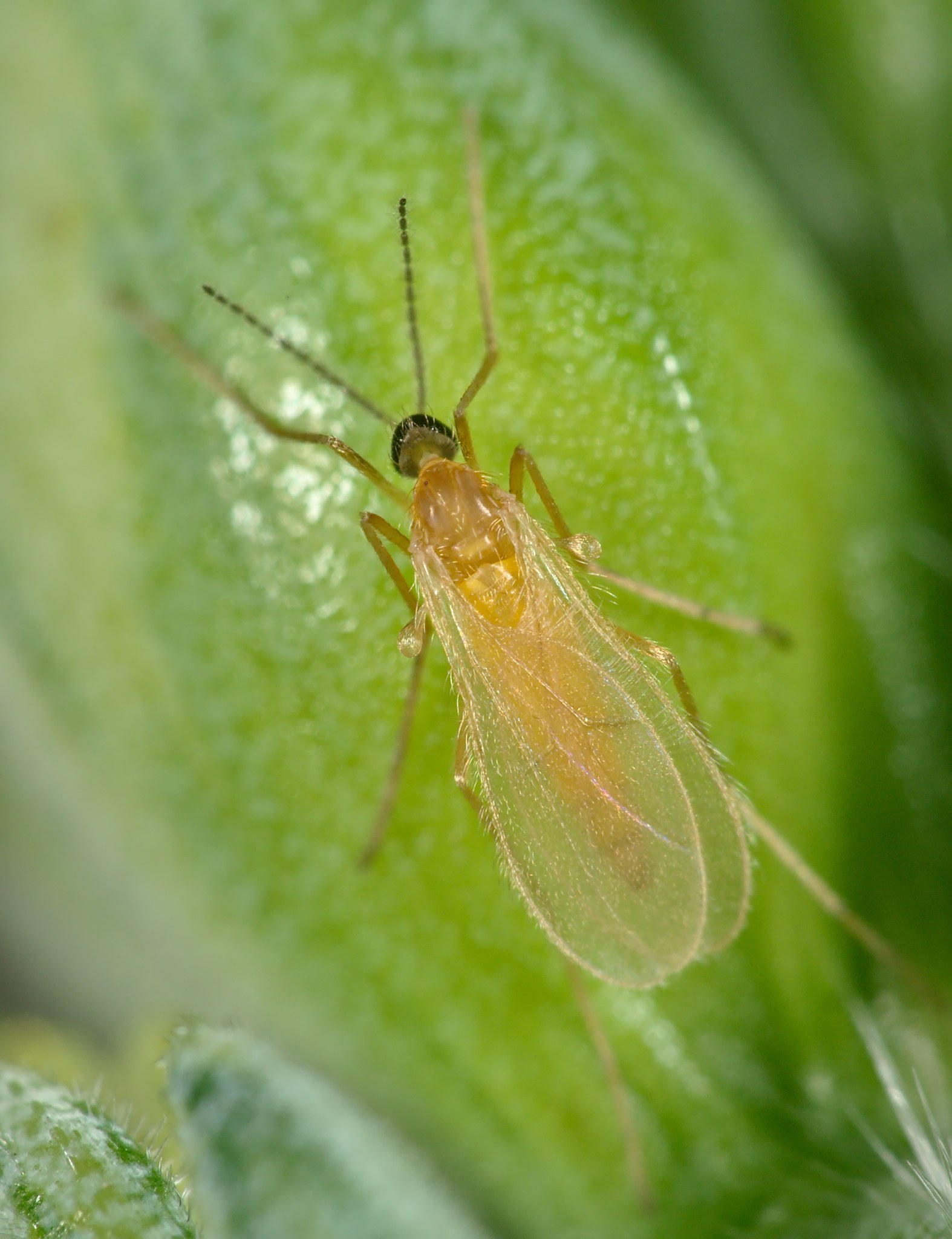 Contarinia tritici