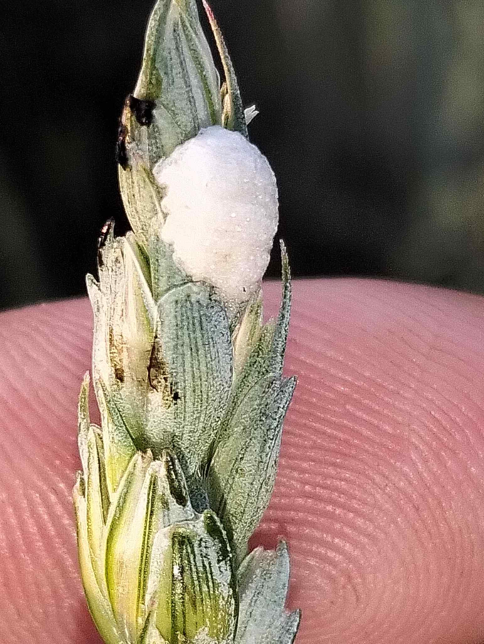 Contarinia tritici