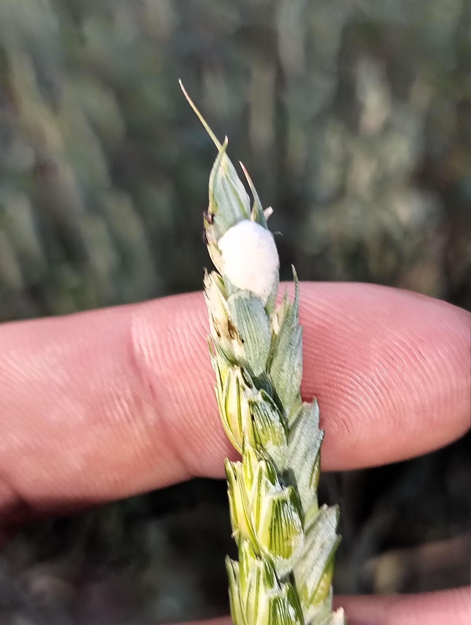 Contarinia tritici