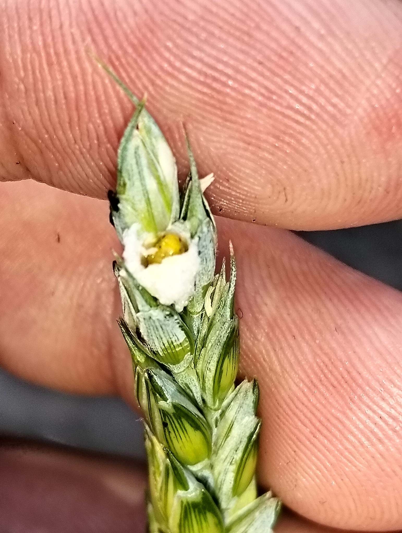 Contarinia tritici