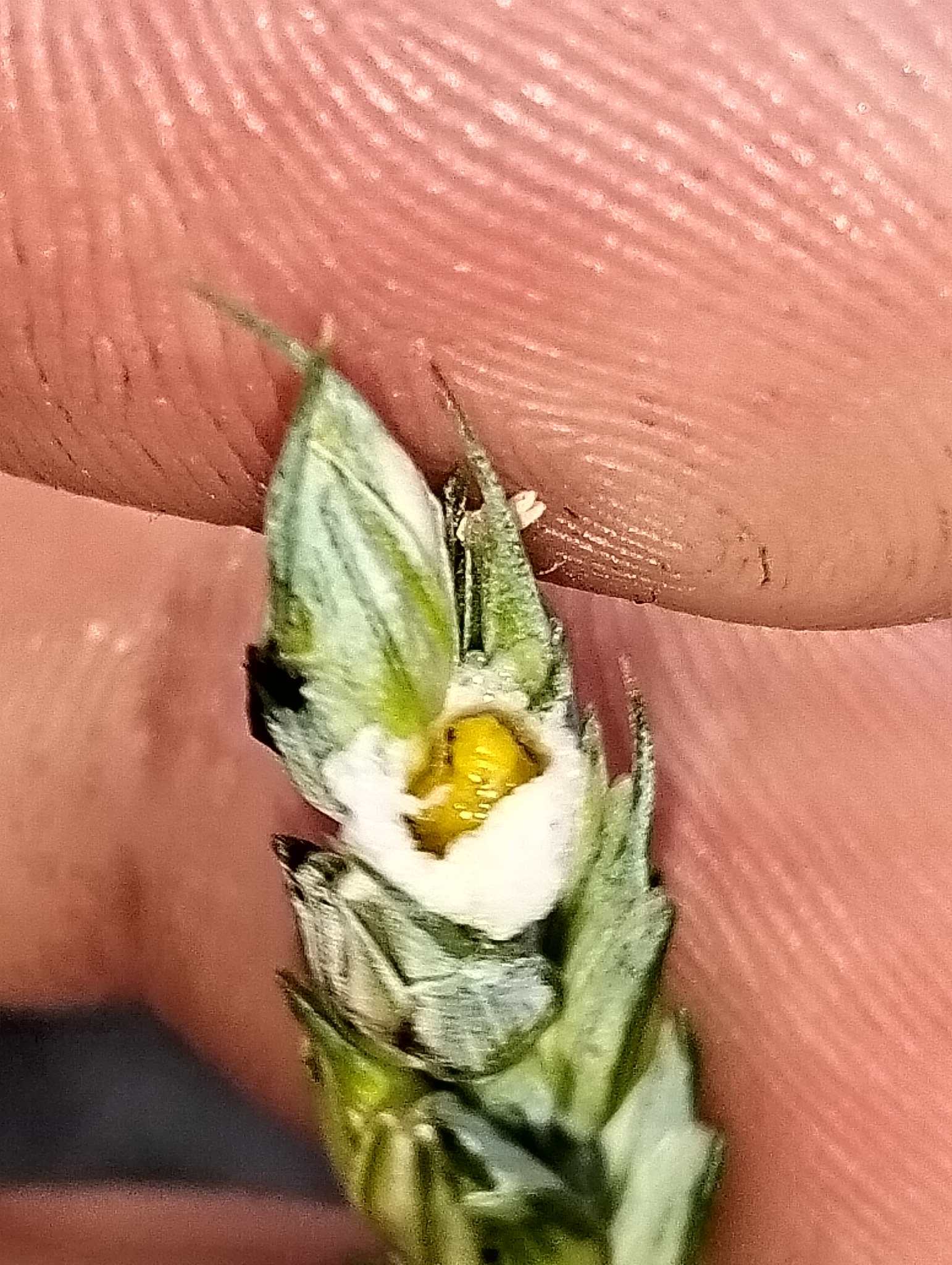 Contarinia tritici