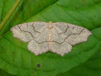 Lambdina fiscellaria
