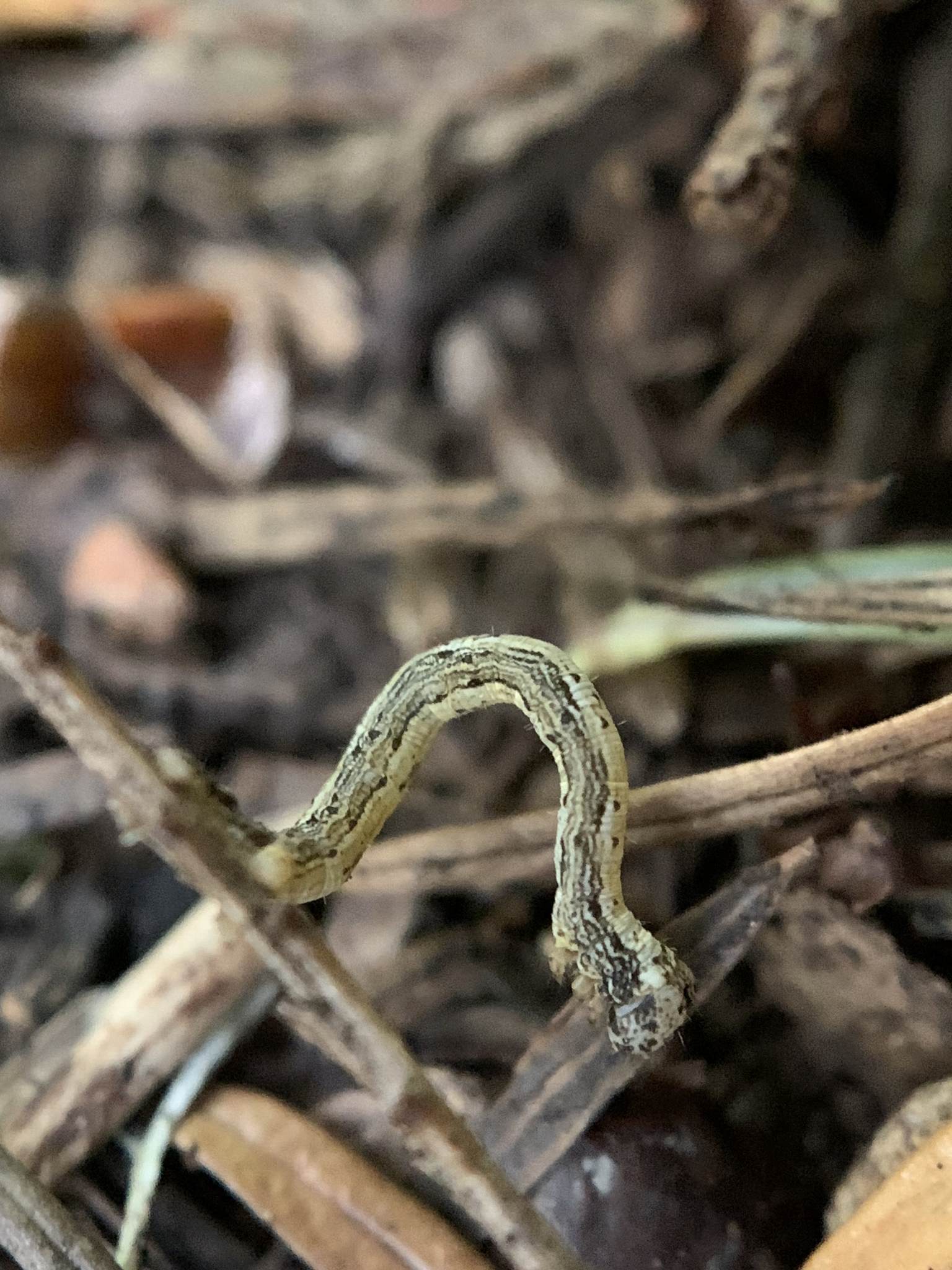 Lambdina fiscellaria