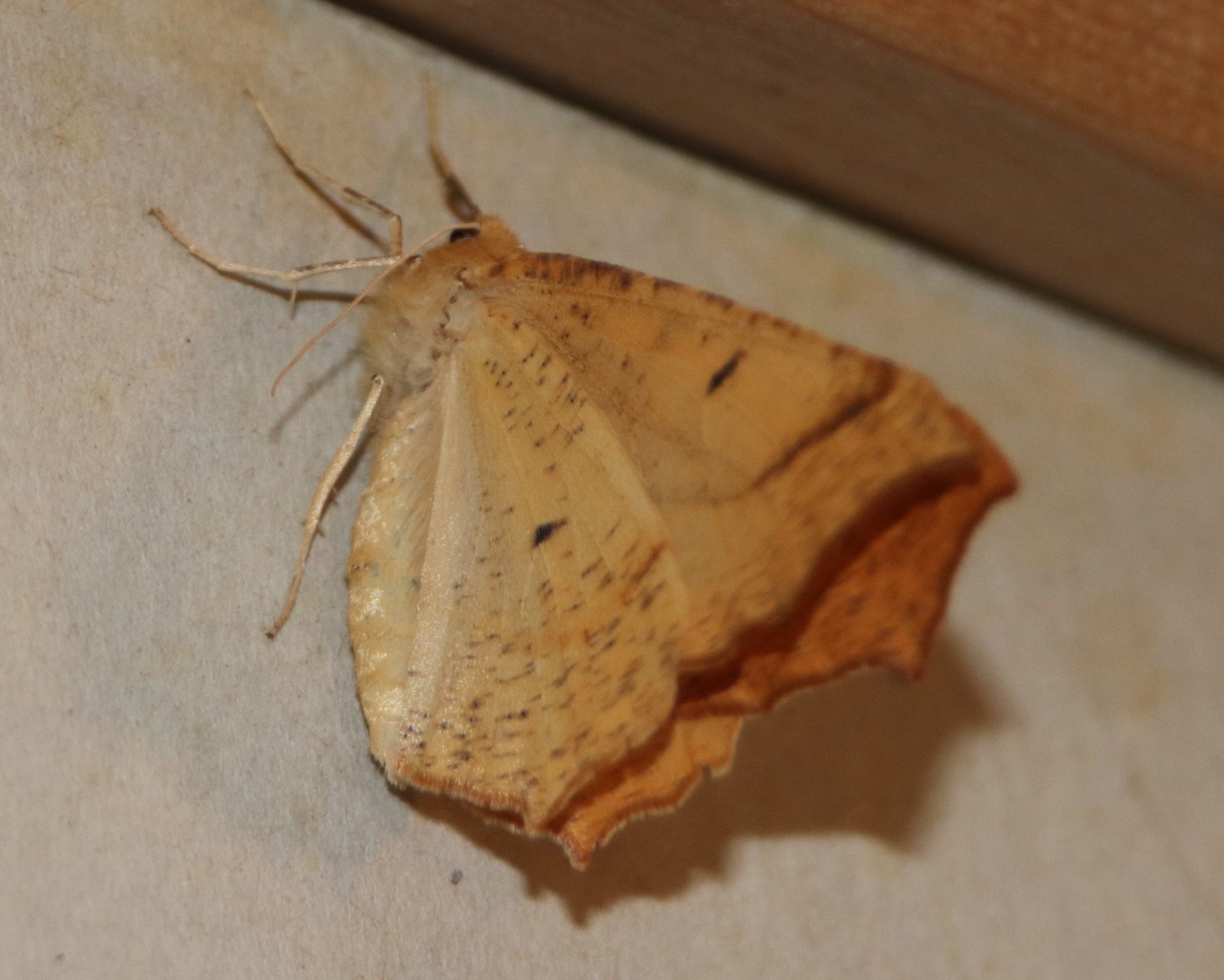 Lambdina fiscellaria