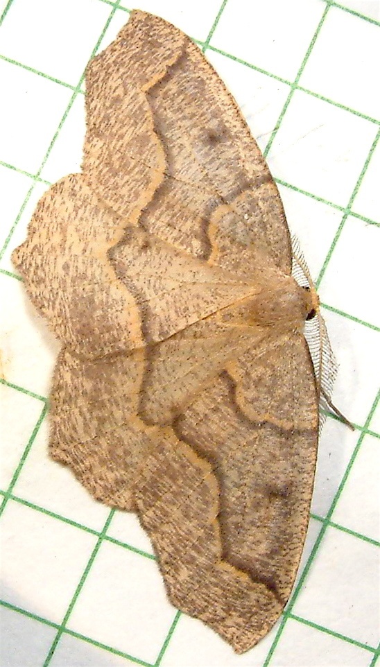 Lambdina fiscellaria