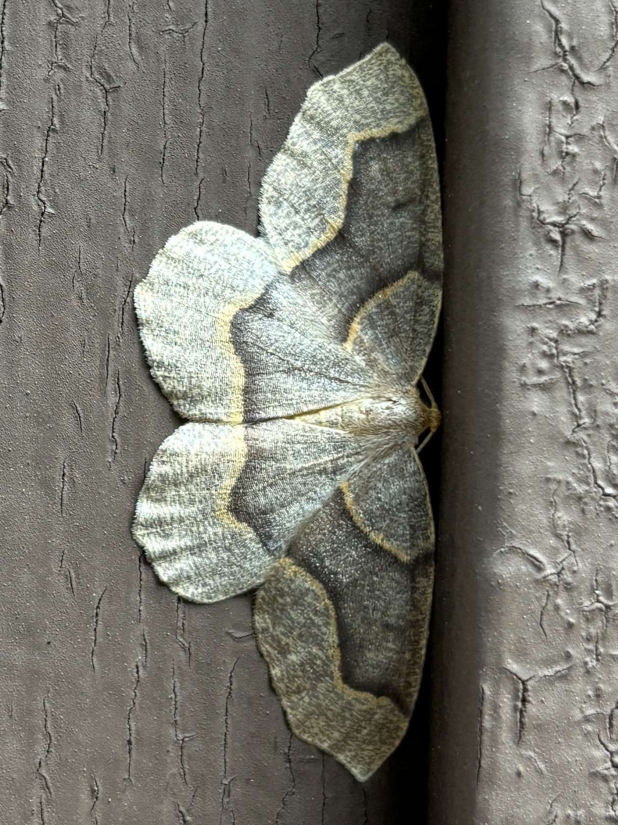 Lambdina fiscellaria